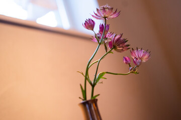 flowers in a vase