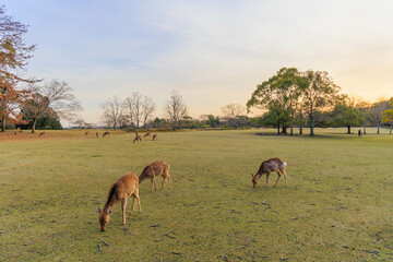 奈良公園の鹿の群れ【日本:奈良】