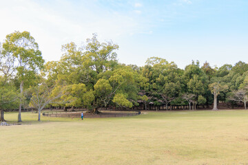 奈良公園の大きな木「日本・奈良」