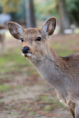 春日大社の鹿【日本:奈良】