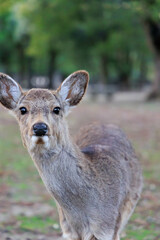 春日大社の鹿【日本:奈良】