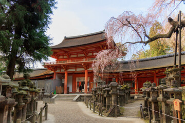 春日大社と桜「日本・奈良」