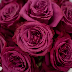 closeup of a bunch of purple pink roses