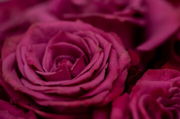 pink rose closeup