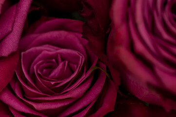 Close up of purple blueberry roses
