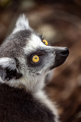 close up of a lemur