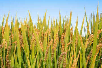 Ripe rice field and sky landscape on the farm