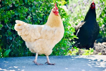Chickens