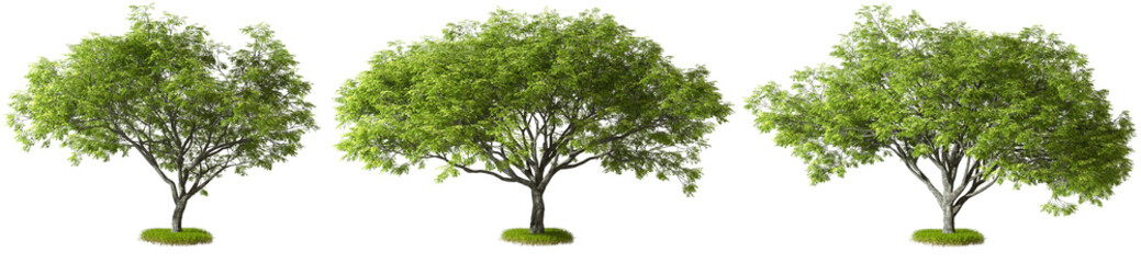 Fototapeta na wymiar Cut out green trees shapes 3d rendering