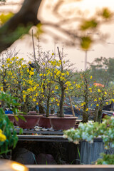 HOCHIMINH CITY, VIETNAM - JANUARY 29, 2022: Evening at Flower market on Tet holiday "Tren Ben Duoi Thuyen" every year at Binh Dong Wharf, District 8. People carry flowers from the West on boats. © Quang Ho