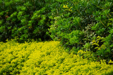 A wide variety of colors and ample plant and wildlife in the tropical city of San Pedro Sula, Honduras