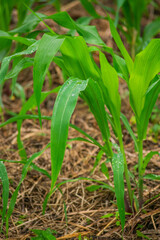 Obraz premium A wide variety of colors and ample plant and wildlife in the tropical city of San Pedro Sula, Honduras