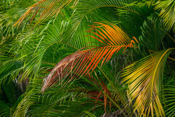 A wide variety of colors and ample plant and wildlife in the tropical city of San Pedro Sula, Honduras