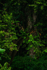 A wide variety of colors and ample plant and wildlife in the tropical city of San Pedro Sula, Honduras