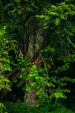 A wide variety of colors and ample plant and wildlife in the tropical city of San Pedro Sula, Honduras