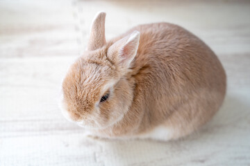 ネザーランドドワーフ 