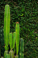 A wide variety of colors and ample plant and wildlife in the tropical city of San Pedro Sula, Honduras