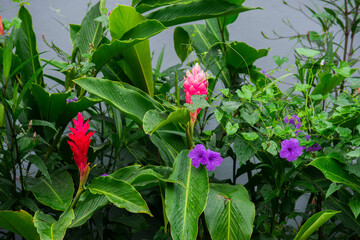 A wide variety of colors and ample plant and wildlife in the tropical city of San Pedro Sula, Honduras