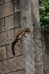 A wide variety of colors and ample plant and wildlife in the tropical city of San Pedro Sula, Honduras
