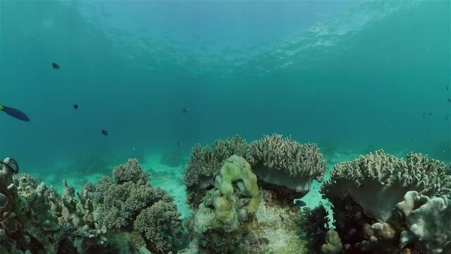 Tropical coral reef and fishes underwater. Hard and soft corals. Underwater video. Philippines.