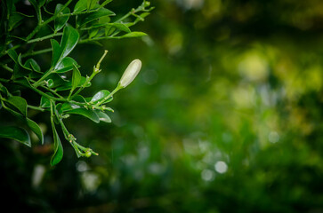 Close up budding of Murraya paniculata flower or Orange jasmine with green leaf, Bokeh and nature blurred background.