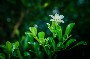 Close up of Murraya paniculata flower or Orange jasmine with green leaf, Bokeh and nature blurred background.