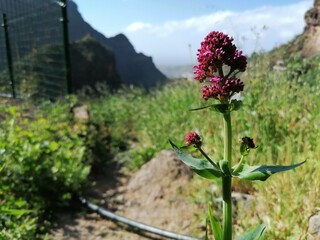 Naturaleza en el barranco Del Sao, Agaete, Gran Canaria.