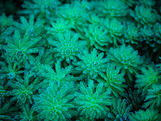 Green textured plant
