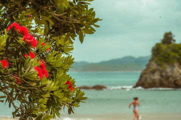 Pohutukawa on Northland coast
