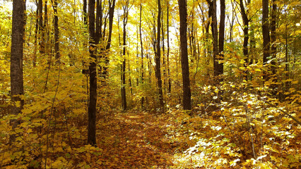 Forêt Érable Automne Couleurs Sentier Randonnée