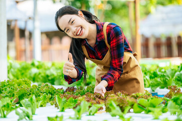 Young Asian girl farmer showing thumb up with fresh green oak lettuce salad, organic hydroponic vegetable in nursery farm. Business and organic hydroponic vegetable concept.