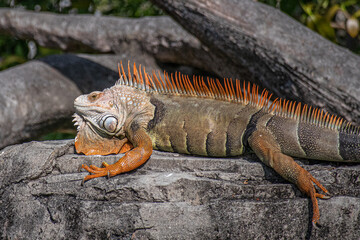 iguana on a rock