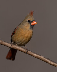 Female Northern Cardinal