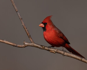 male cardinal