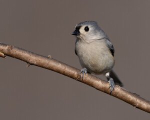 Tufted Titmouse