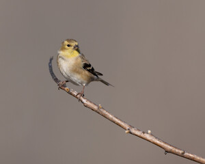American Goldfinch