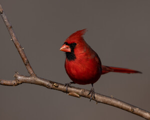 Male Cardinal on perch