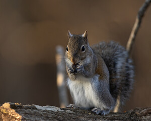 Squirrel having lunch