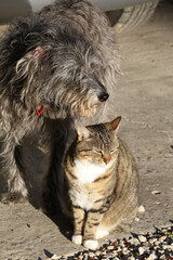 cat and dog