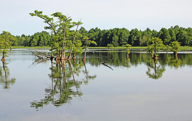 Landscape with cypress tree - Reelfoot Lake - Tennessee