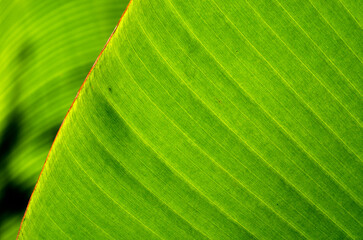 green banana leaf texture background