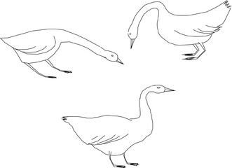 simple cute goose bird character logo illustration vector sketch for coloring