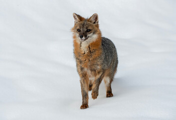 Cross Fox in Winter