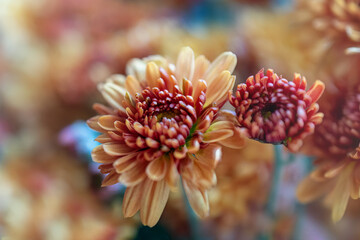delicate beautiful orange autumn chrysanthemum flower, close-up, selective focus