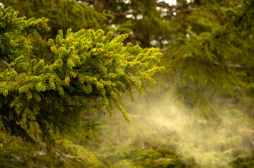New growth, pine bud in the spring