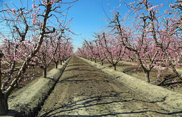 Blooming peach orchard - California