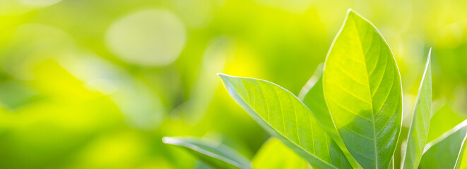 Obraz premium nature view of green leaf on blurred greenery background in garden,Green nature concept.