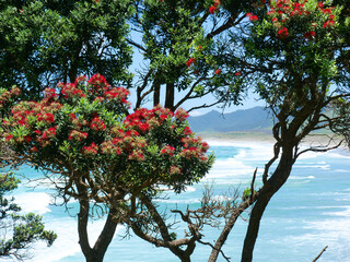 Pohutukawa on the northland coast