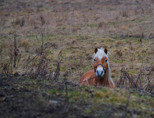 horse on the meadow