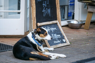 Dog waiting at the cafe
